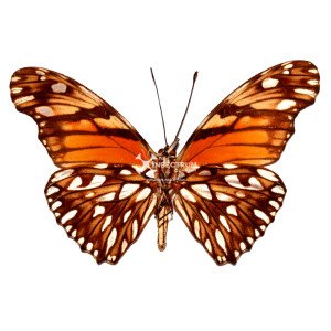 Mexican Juno Longwing